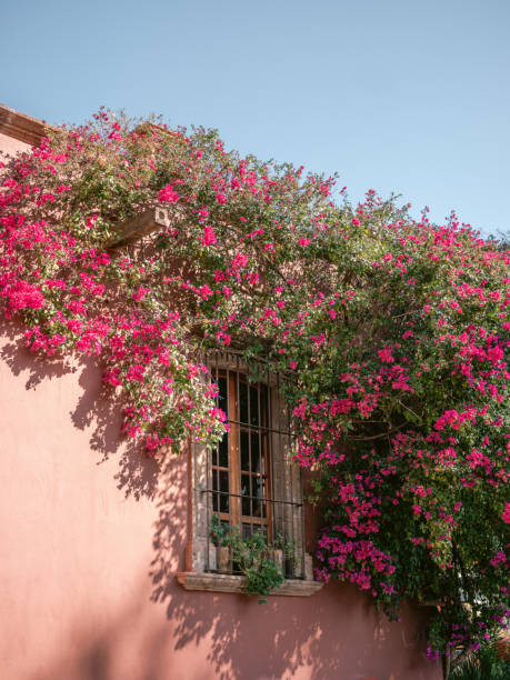 Flowers against colorful background in San Miguel de Allende, Mexico stock photo