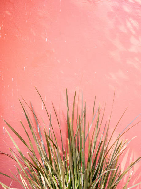 Green plant and leaves against a pink, coral background in San Miguel de Allende, Mexico stock photo