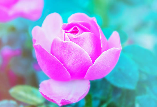 one pink rose  on a green background, selective focus