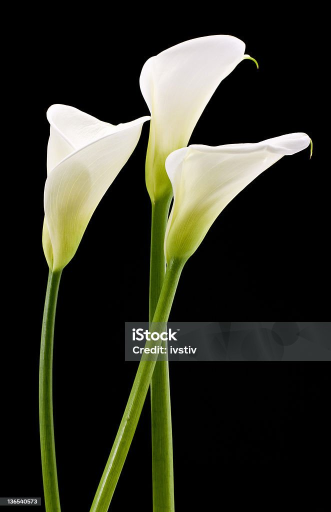 Calla blanc - Photo de Arum d'eau libre de droits