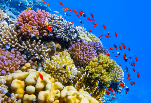 Sea life on beautiful coral reef with lot of tropical Fish ( Sea Goldie - Pseudanthias squamipinnis ) on Red Sea nearby Marsa Alam Beautiful Coral reef with with lot of tropical Fish / Marsa Alam - Egypt chromis stock pictures, royalty-free photos & images