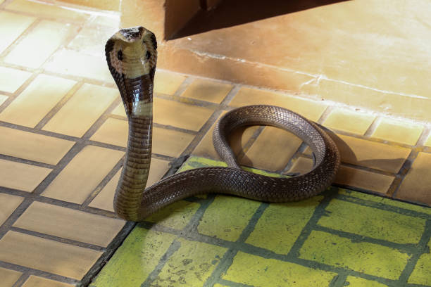 istock The Beautiful black Cobra snake on cement floor at thailand 1365407698