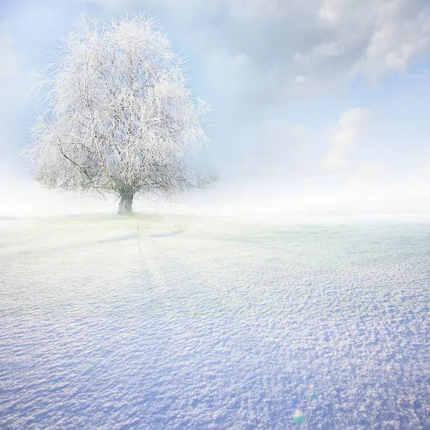 Single tree in frost