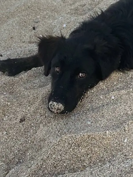 Lily the pup got caught digging in the sand