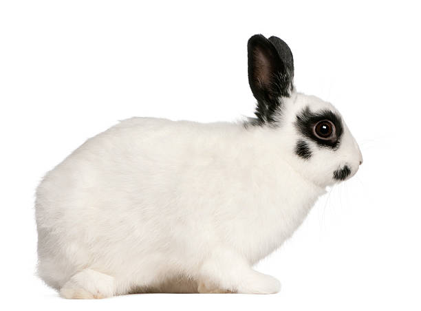 Dalmatian rabbit, 2 months old, Oryctolagus cuniculus, sitting