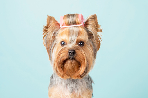 Funny portrait of a dog with curlers on his head.