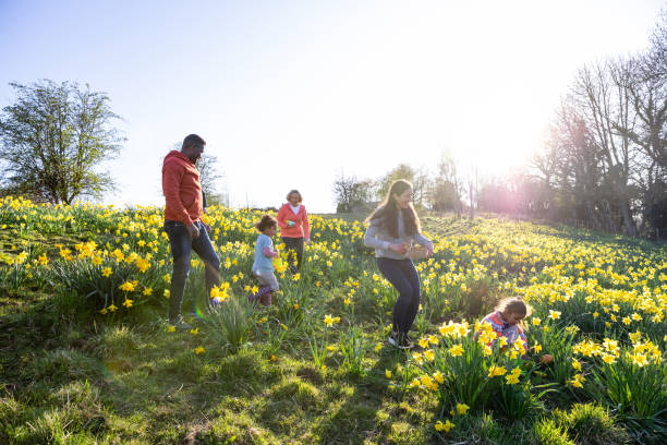 ostereierjagd - daffodil flower spring easter egg stock-fotos und bilder