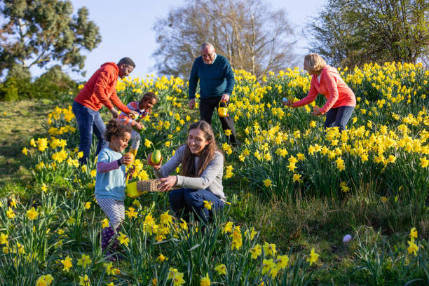 A multi-gen family walking through a field of daffodil flowers in Hexham, Northumberland. They are searching for eggs on an Easter egg hunt, they are holding their baskets to collect the eggs.
