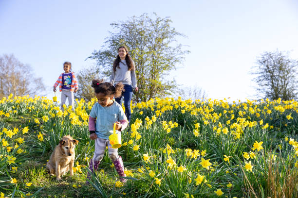 trovare uova di pasqua - easter spring daffodil flower foto e immagini stock