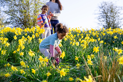 A mother and her two young daughters walking through a field of daffodil flowers in Hexham, Northumberland. They are searching for eggs on an Easter egg hunt, they are holding their baskets to collect the eggs.