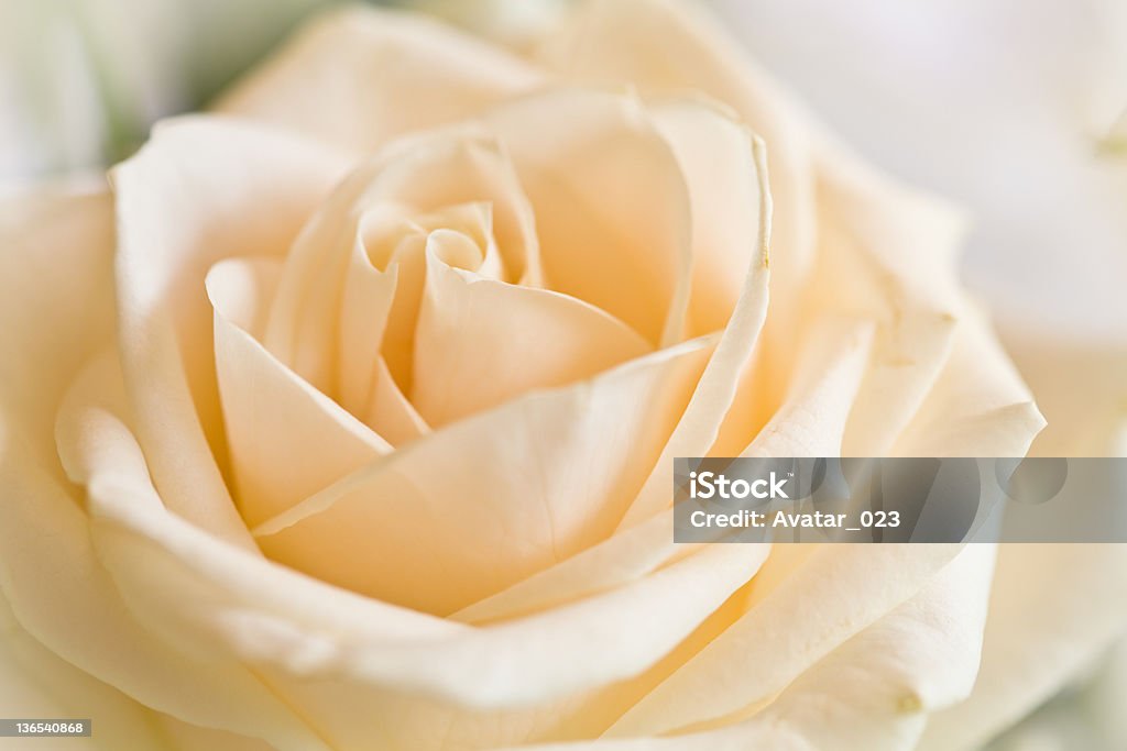 Suavemente Rose - Foto de stock de Amarelo royalty-free