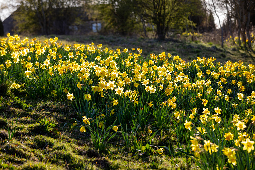 A row of daffodils in a field in Hexham, Northumberland.