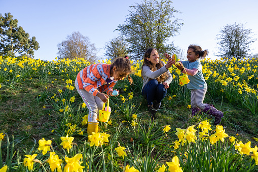 A mother and her two young daughters walking through a field of daffodil flowers in Hexham, Northumberland. They are searching for eggs on an Easter egg hunt, they are holding their baskets to collect the eggs.