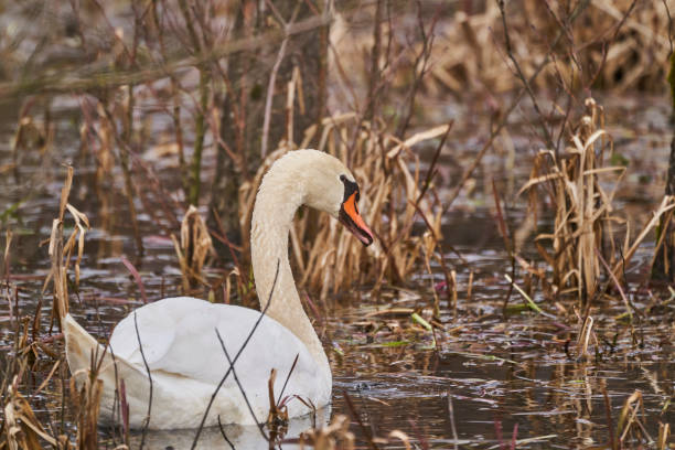 istock White swans swimming through reed 1365409090