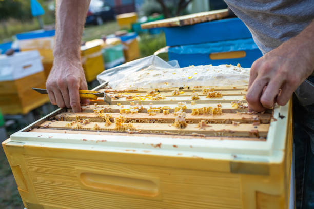 istock Beehive Spring Management. beekeeper inspecting bee hive and prepares apiary for summer season. Beekeeping. Beekeeper grey protective suit costume checks beehives holds a frame with last year's sealed honey to feed bee family before the honey collection 1365409281