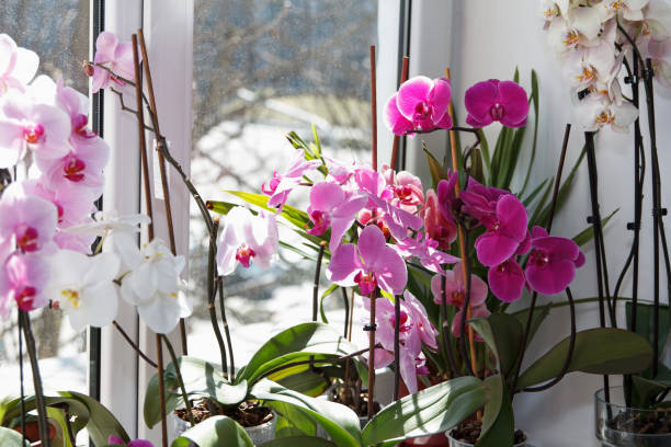 istock Beautiful large white and pink orchids bloomed on the windowsill 1365409654