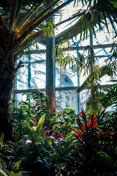 istock Tropical foliage in a greenhouse 1365410273