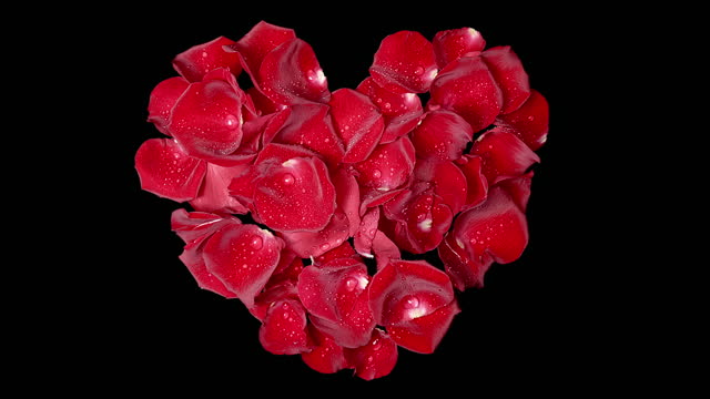 Rose Petals Shaping into Beating Heart in Slow Motion - Top View