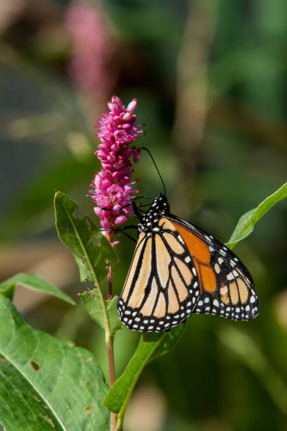 istock Monarch Butterfly Works Around Water Smartweed 1365410899