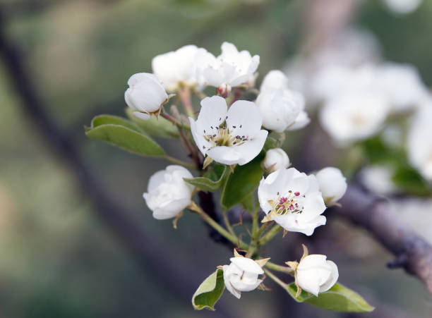 istock White beautiful flowers of a growing pear 1365410922