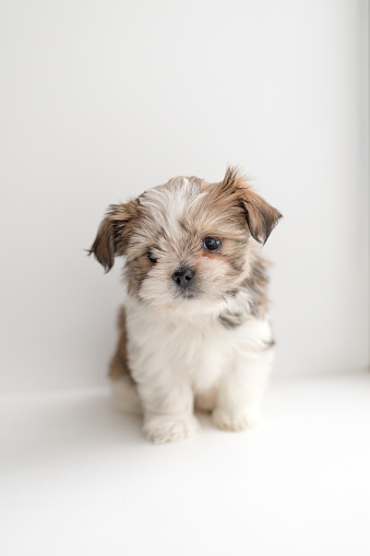 White and brown shih tzu with a pony tail