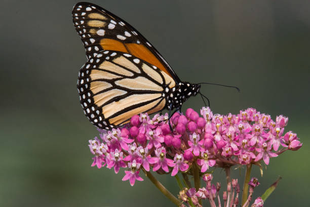 istock Monarch Butterfly-Perched on Milkweed 1365411188