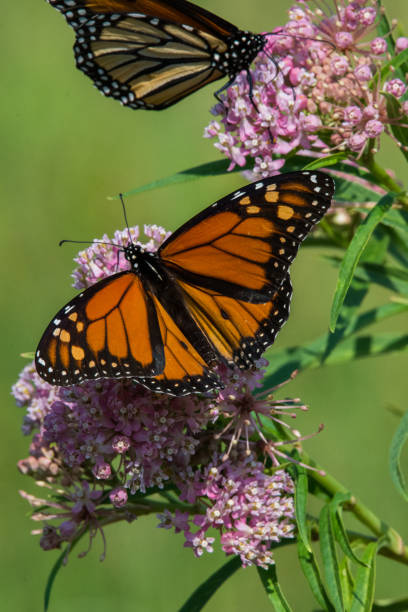 Free Stock Photo of Monarch butterfly on vibrant pink flowers ...