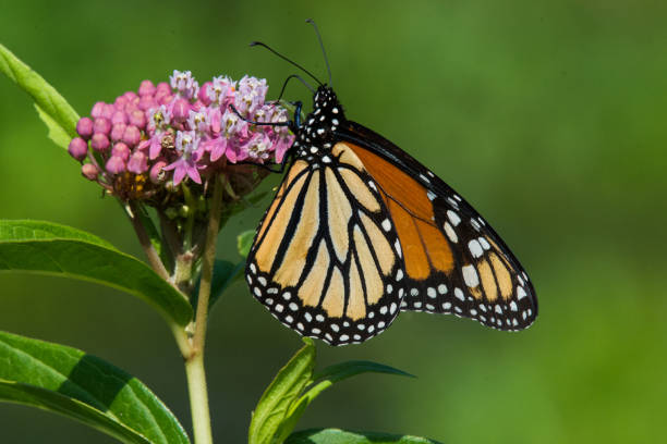 istock Monarch Butterfly & Swamp Milkweed Close-up 1365412244