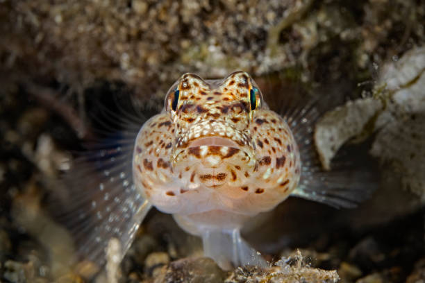 istock Slender Gobi, Schlankgrundel (Gobius geniporus) 1365412278