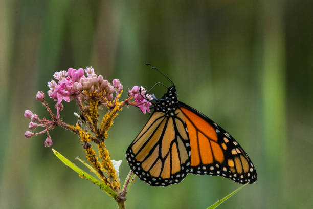 istock Monarch Butterfly & Swamp Milkweed Backlighting 1365412309