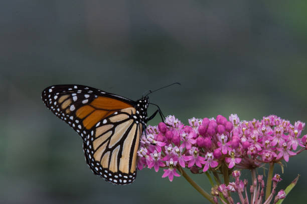 istock Monarch Butterfly - Climbing up on Swamp Milkweed 1365412485