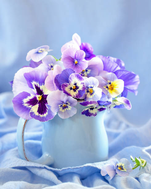 Photo of a beautiful pansy flowers. Photo of a beautiful pansy flowers close-up on a blue background. Beautiful and delicate flowers. viola tricolor stock pictures, royalty-free photos & images