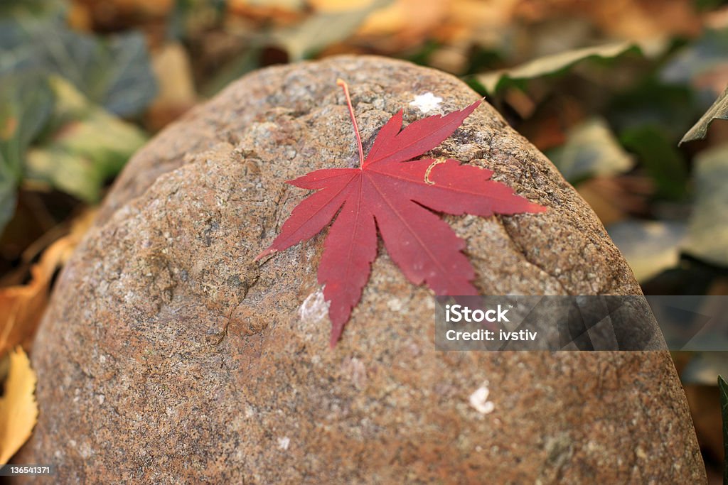 Autumn Autumn leaf. Abstract Stock Photo