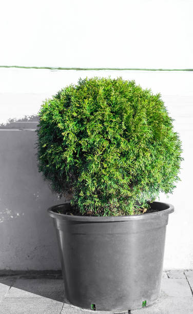 Ball trimmed thuja growing in large plastic pot on street. Big potted green thuya on summer backyard Ball trimmed thuja growing in large plastic pot on city street. Big potted green thuya growth on summer backyard. Round shape evergreen topiary tree grow in flowerpot by white house wall background thuja orientalis stock pictures, royalty-free photos & images