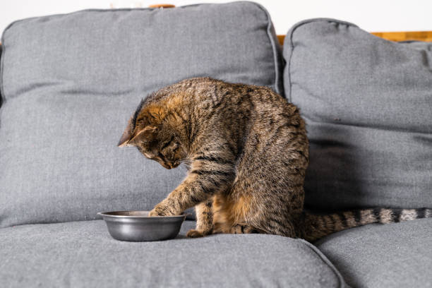 Grey cute cat eating at the sofa at home. Stripped cat sitting in front of the iron plate with crockets at it stock photo