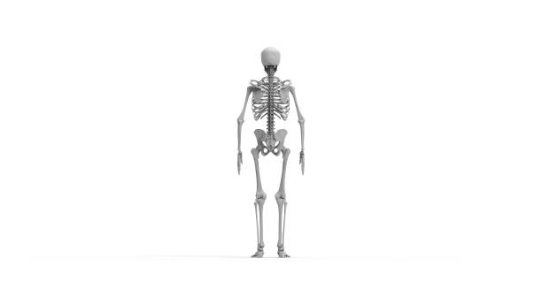 istock 3D rendering of a human skeleton isolated in white studio background 1365416766