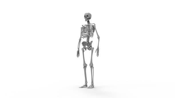 istock 3D rendering of a human skeleton isolated in white studio background 1365416767