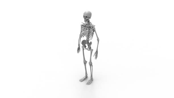 istock 3D rendering of a human skeleton isolated in white studio background 1365416771