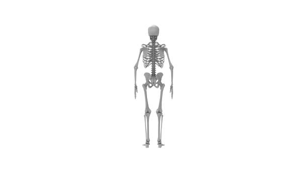 istock 3D rendering of a human skeleton isolated in white studio background 1365416786