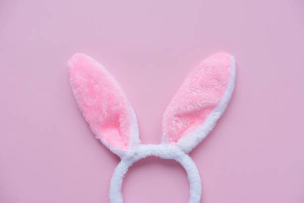 istock Fluffy pink ears of an easter bunny on a pink background. Flat lay, place for text. Easter concept. 1365419717