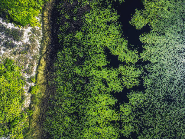 vista aérea de plantas verdes en lago en brasil - chlorophyll fotografías e imágenes de stock