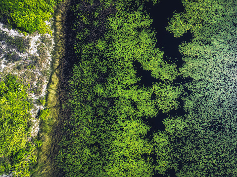 drone view on green plants in lake in Bahia Brazil