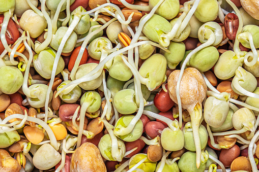 Bean Sprouts as a  Background. Moong or mung organic  sprouts Macro.