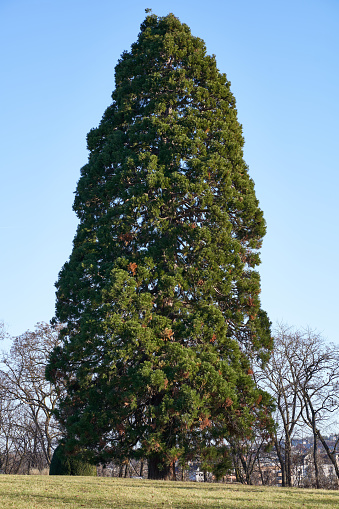 Secuoya gigante (sequoiadendron giganteum) árbol en el parque. Cielo azul. Closeup. photo
