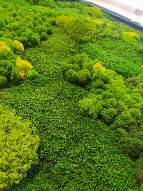 istock Green stabilized moss for interior decoration and interior design. Moss background. Eco design. 1365425733
