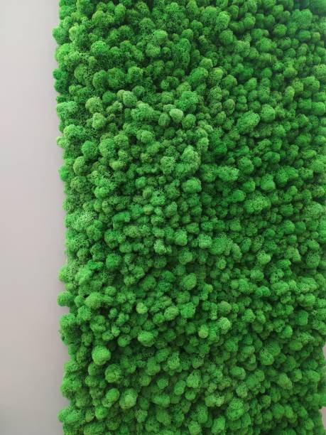 istock Green stabilized moss for interior decoration and interior design. Moss background. Eco design. 1365426401