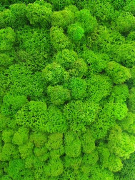 istock Green stabilized moss for interior decoration and interior design. Moss background. Eco design. 1365426773