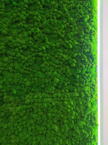 istock Green stabilized moss for interior decoration and interior design. Moss background. Eco design. 1365426809