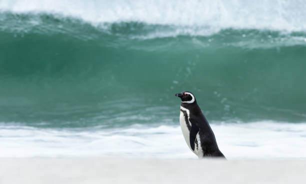istock Magellanic penguin standing on a sandy beach against large waves 1365428111
