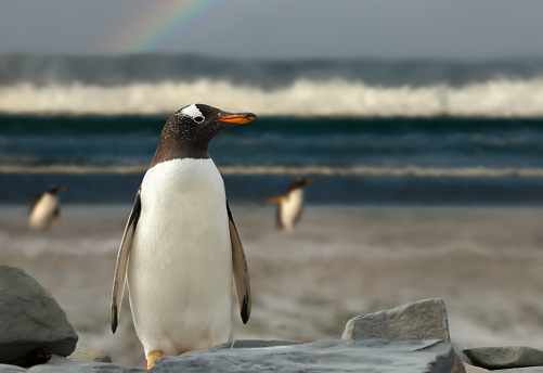 Gentoo penguin standing on a sandy beach of the Falkland Islands.